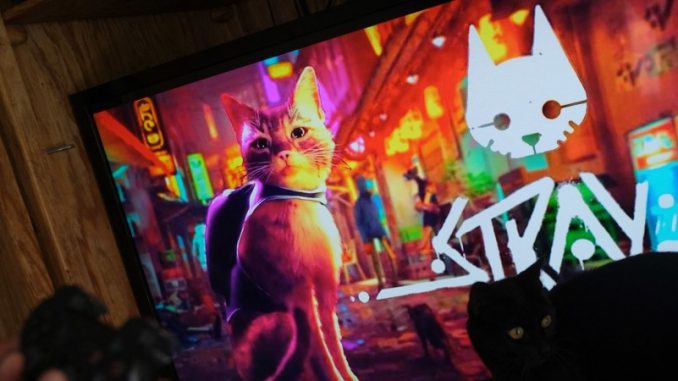 le chat de gouttière du jeu vidéo stray vu à l'écran