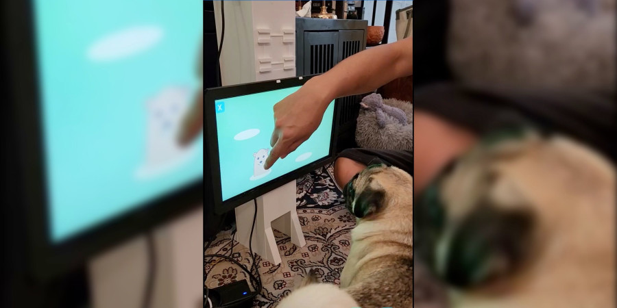 Un carlin avec son maitre en train de tester le jeu vidéo contre la démence chez les chiens.